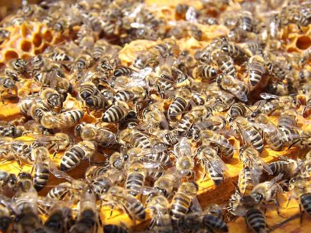 choisir la bonne abeille en tant qu'apiculteur